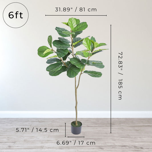 A 6ft tall artificial Ficus Lyrata plant showing detailed dimensions for indoor decor
